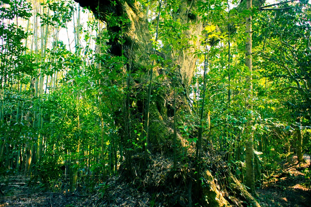 石川県能登の須須神社(すす) 東北鬼門日本海の守護神 (2012年9月)