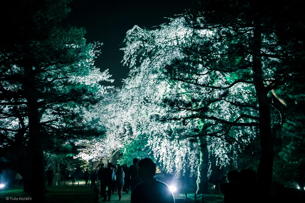 兼六園の夜桜ライトアップ無料公開 (2014年春)