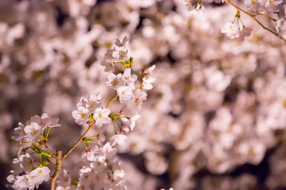 兼六園の夜桜ライトアップ無料公開 (2014年春)