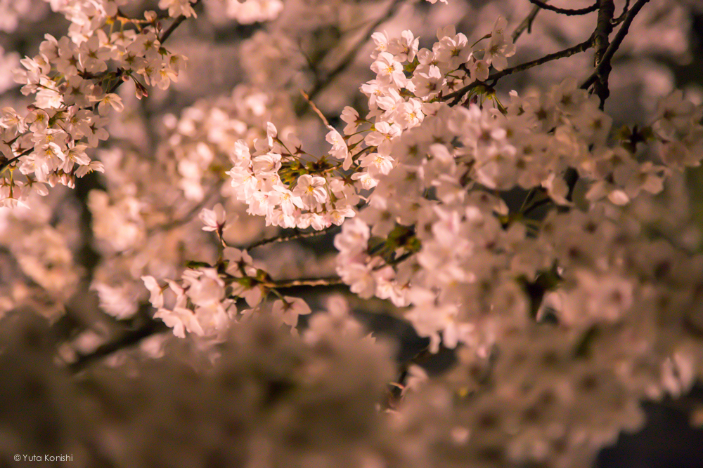 兼六園の夜桜ライトアップ無料公開 (2014年春)