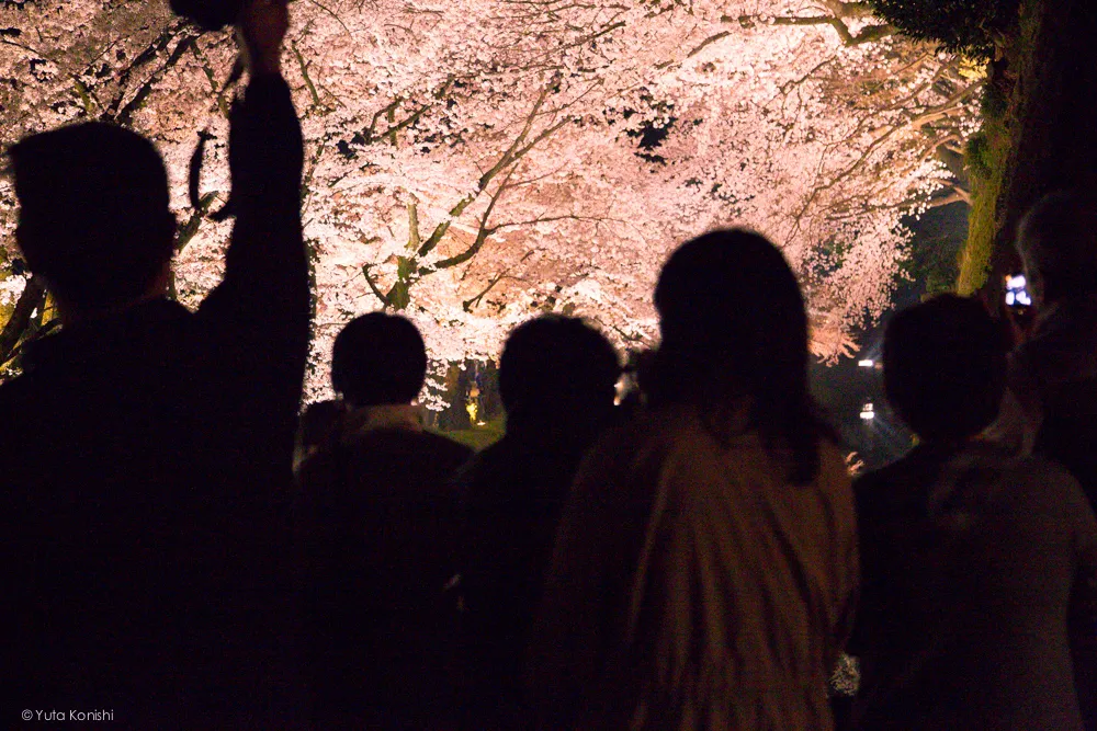 兼六園の夜桜ライトアップ無料公開 (2014年春)