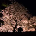 兼六園・金沢城址の夜桜ライトアップ無料公開 (2014年春)