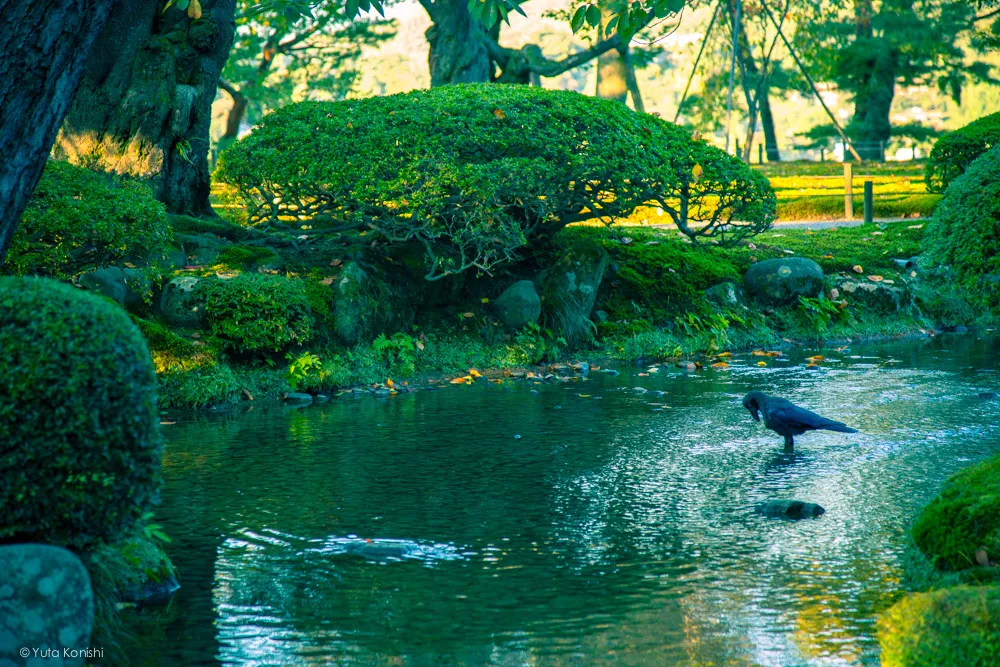 Ingressでする新しい「金沢観光」カラスが水浴び