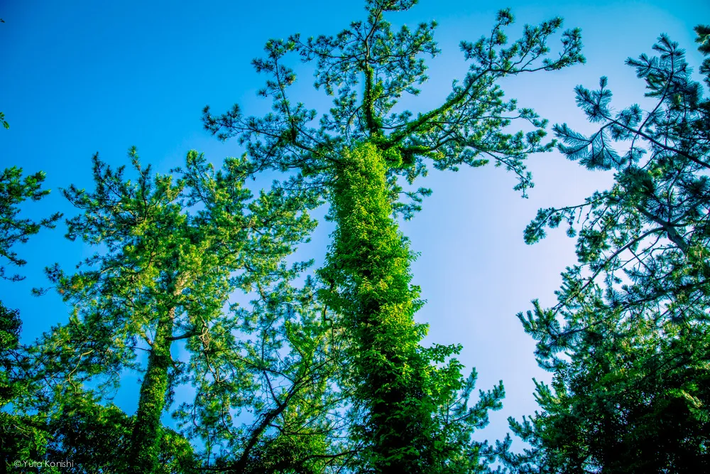 勝尾崎キャンプ場 能登の魅力を惜しげも無く伝える能登の美しい写真たち!こんなの見たら能登へ行きたくなるだろ!これ見て行かないやついるの?