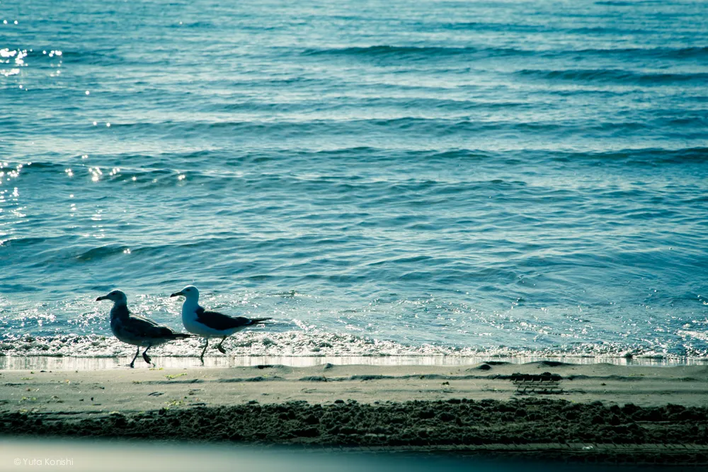 千里浜海岸 能登の魅力を惜しげも無く伝える能登の美しい写真たち!こんなの見たら能登へ行きたくなるだろ!これ見て行かないやついるの?