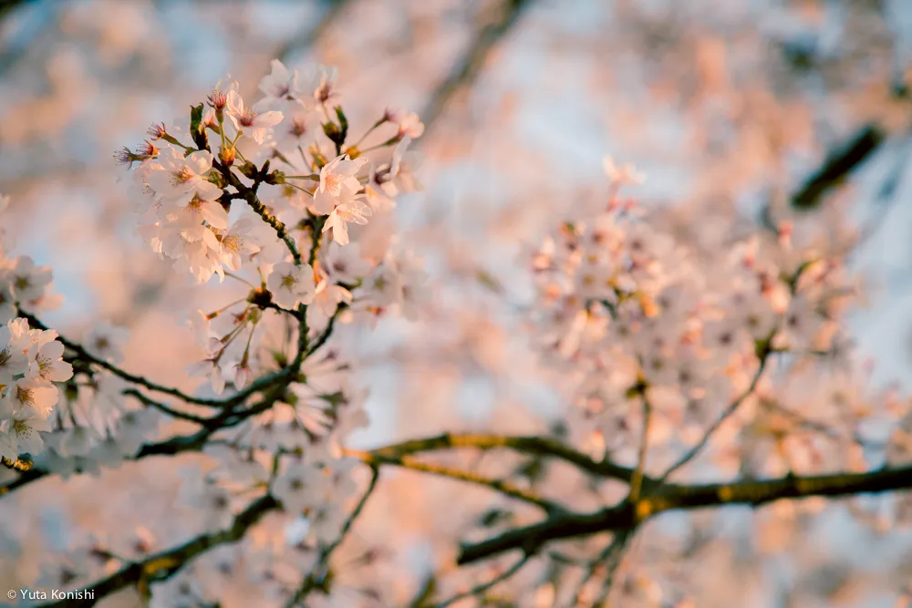2015年4月金沢観光・石川県観光 イベントまとめ 兼六園での花見がとにかく狙い目だよ！