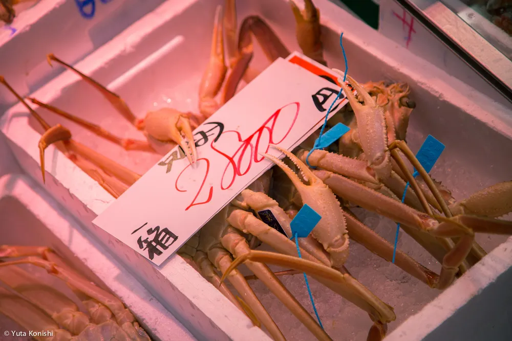 北陸新幹線開業2日目!金沢を本気で散歩!5km歩いて金沢の様子を確かめてみました!北陸新幹線が本当に春を連れてやってきたのか?