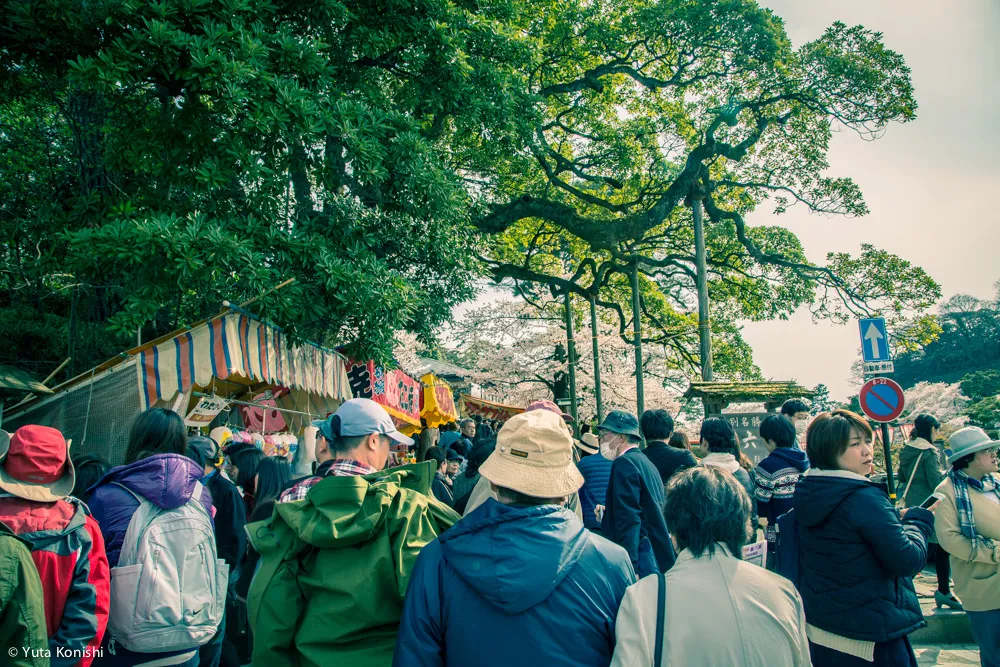 0Q3A1595兼六園でのお花見2015年 北陸新幹線開業して初めて迎えるお花見は混んでいた。