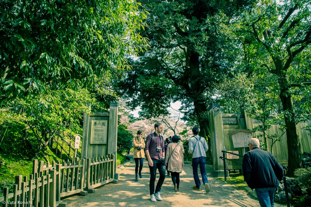 兼六園でのお花見2015年 北陸新幹線開業して初めて迎えるお花見は混んでいた。