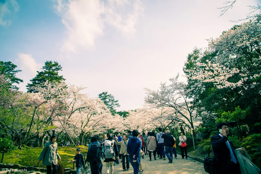 兼六園でのお花見2015年 北陸新幹線開業して初めて迎えるお花見は混んでいた。