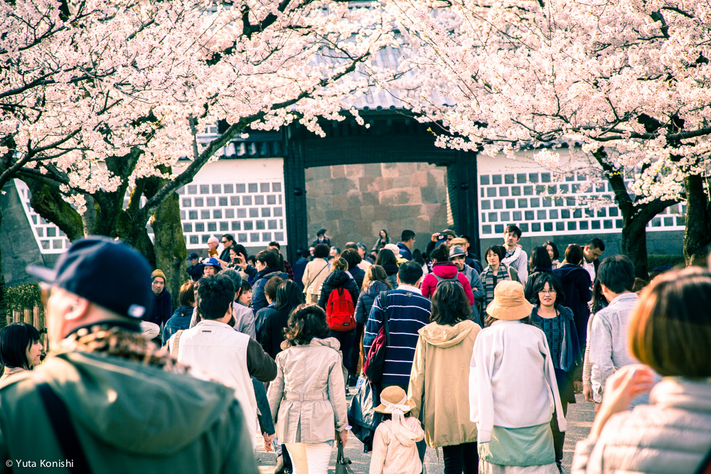 兼六園でのお花見2015年 北陸新幹線開業して初めて迎えるお花見は混んでいた。