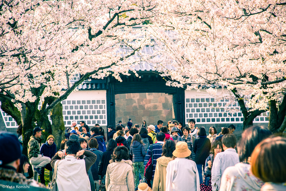 兼六園でのお花見2015年 北陸新幹線開業して初めて迎えるお花見は混んでいた。