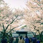 兼六園・金沢城跡でのお花見2015年！もう桜なんか散ってGWだよ！なんだこれ！紺屋坂の団子屋の行列すごかった汗 北陸新幹線効果？いやいや通常らしいです。