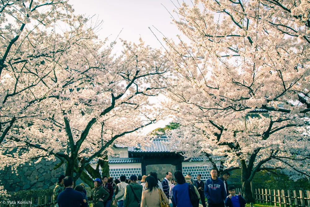 兼六園でのお花見2015年 北陸新幹線開業して初めて迎えるお花見は混んでいた。