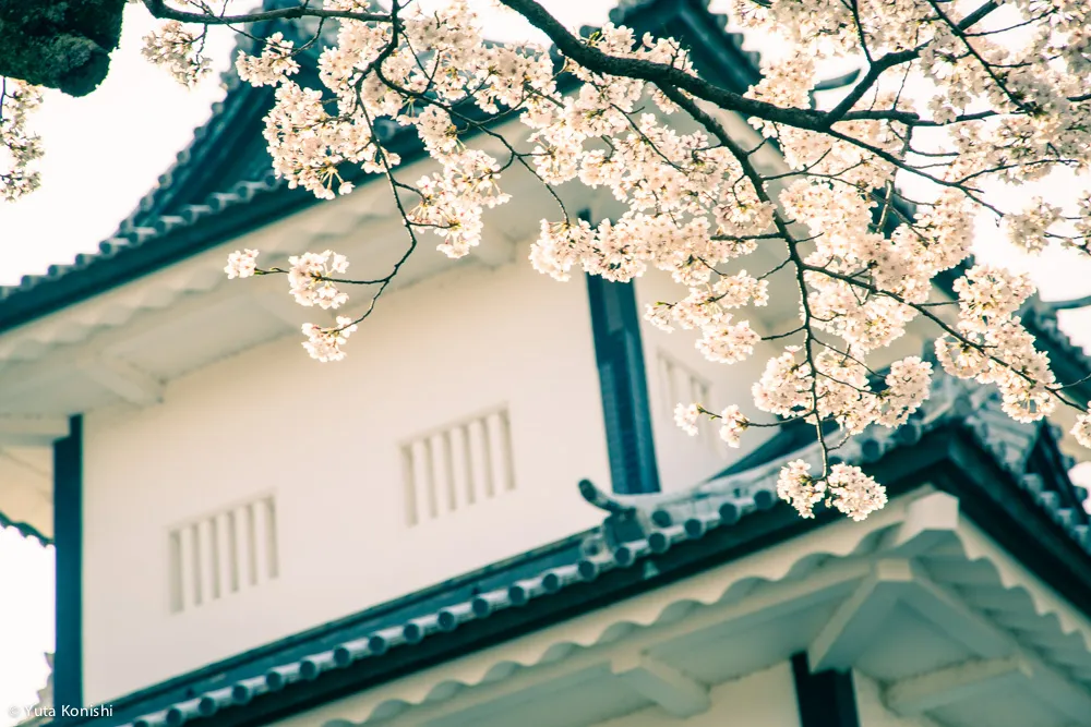 兼六園でのお花見2015年 北陸新幹線開業して初めて迎えるお花見は混んでいた。