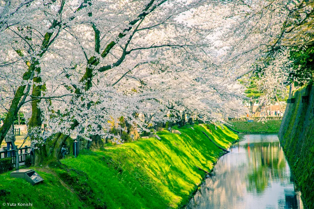 兼六園でのお花見2015年 北陸新幹線開業して初めて迎えるお花見は混んでいた。