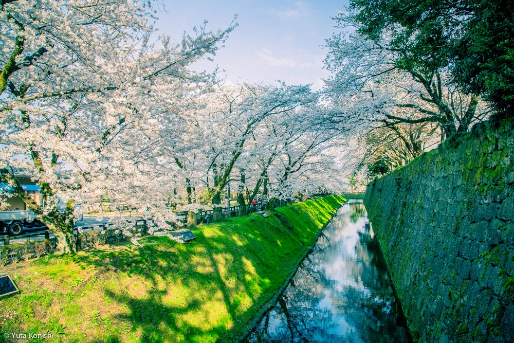 兼六園でのお花見2015年 北陸新幹線開業して初めて迎えるお花見は混んでいた。