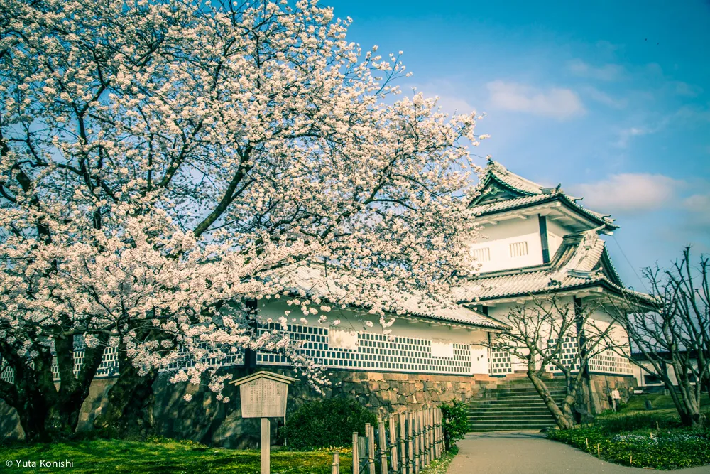 兼六園でのお花見2015年 北陸新幹線開業して初めて迎えるお花見は混んでいた。
