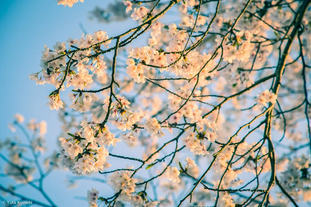 兼六園でのお花見2015年 北陸新幹線開業して初めて迎えるお花見は混んでいた。