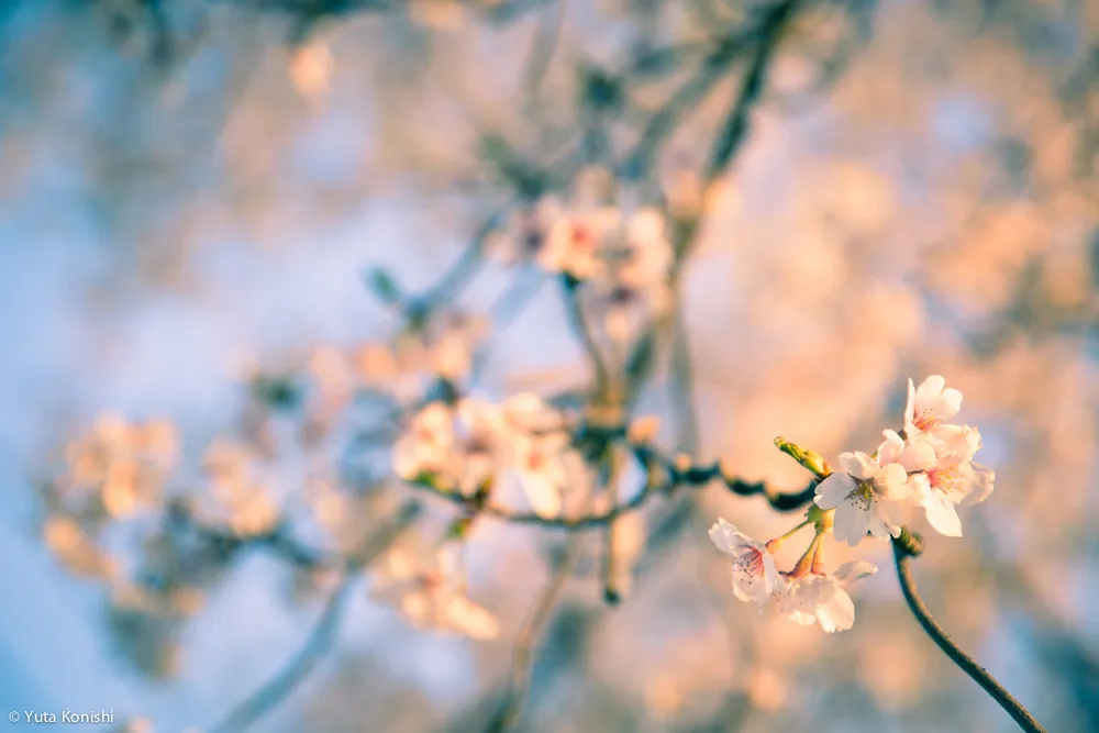 兼六園でのお花見2015年 北陸新幹線開業して初めて迎えるお花見は混んでいた。
