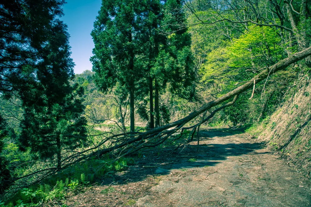 金沢の犀果ての地を目指して行けるところまで行ってみた！そこには進めど進めど人がいて倒木でストップだった2015年