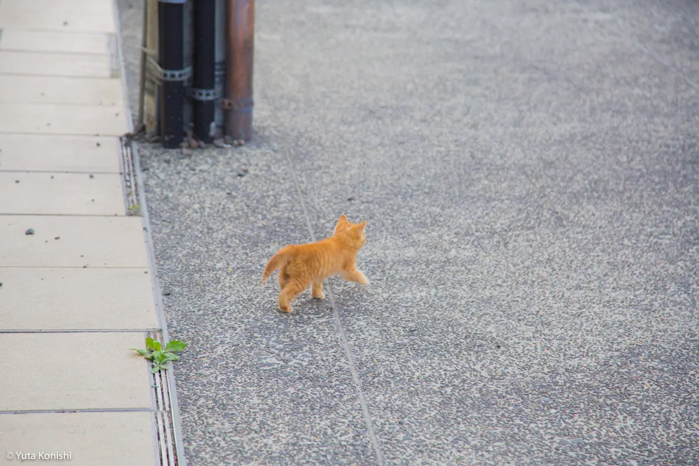 輪島観光完全満喫マニュアル！えっ？！まじ？！金沢から一日でこんなに回れんの？「ゆりりん」と行く朝市・大沢・千枚田の日帰りの旅！石川県民が輪島の魅力を本気で凝縮しました！
