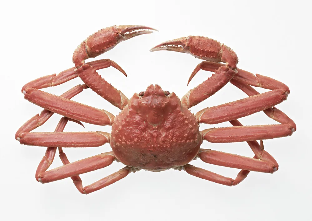 北陸グルメだ味覚の秋だ！グルメを楽しむ前に予習だ！食べる前に知るだけでよりおいしくなる北陸グルメ。