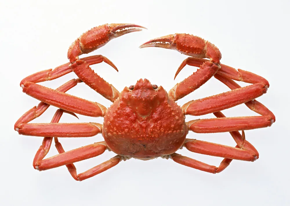 北陸グルメだ味覚の秋だ！グルメを楽しむ前に予習だ！食べる前に知るだけでよりおいしくなる北陸グルメ。