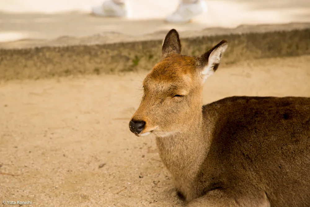 北陸から行く「ウルトラ初詣」北陸から日帰りでどこまで行けるかに挑戦!宮島・広島・岡山・大阪の日帰りの旅!2016年