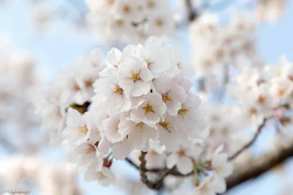 【2016年完全保存版】石川・富山・福井のイベント一覧！紹介するイベントのためだけに北陸へ来ても問題なし！北陸新幹線で北陸を200%満喫する方法をまとめました！！