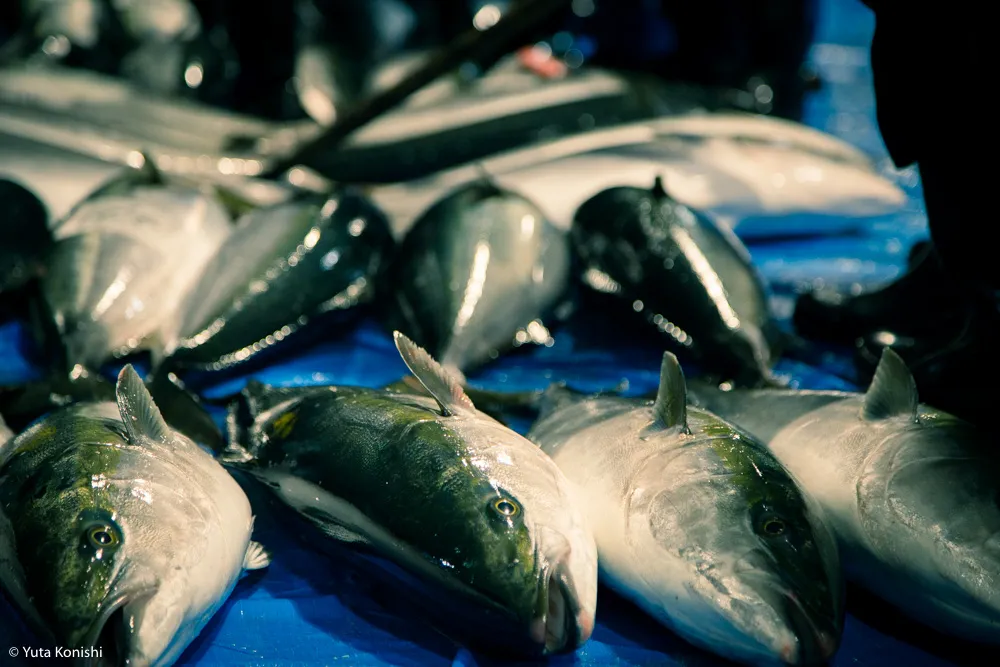 【2016年完全保存版】石川・富山・福井のイベント一覧！紹介するイベントのためだけに北陸へ来ても問題なし！北陸新幹線で北陸を200%満喫する方法をまとめました！！