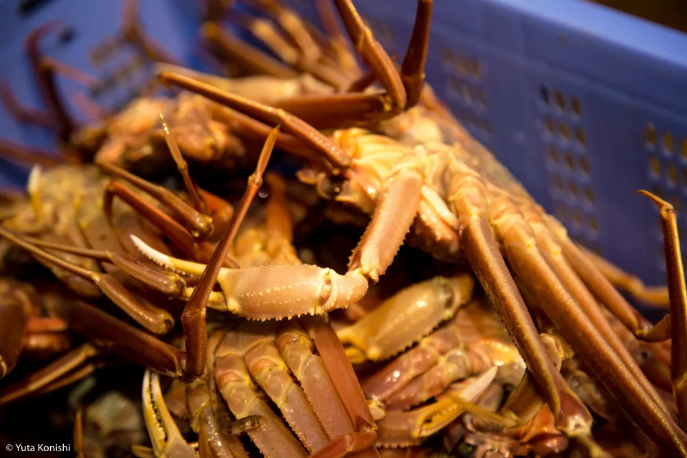 11月6日のカニ漁解禁に備えて待ち構えている人のための記事を準備しました!マニアは夏からカニを食べるための努力を惜しんではいけない(プロは春から勝負)