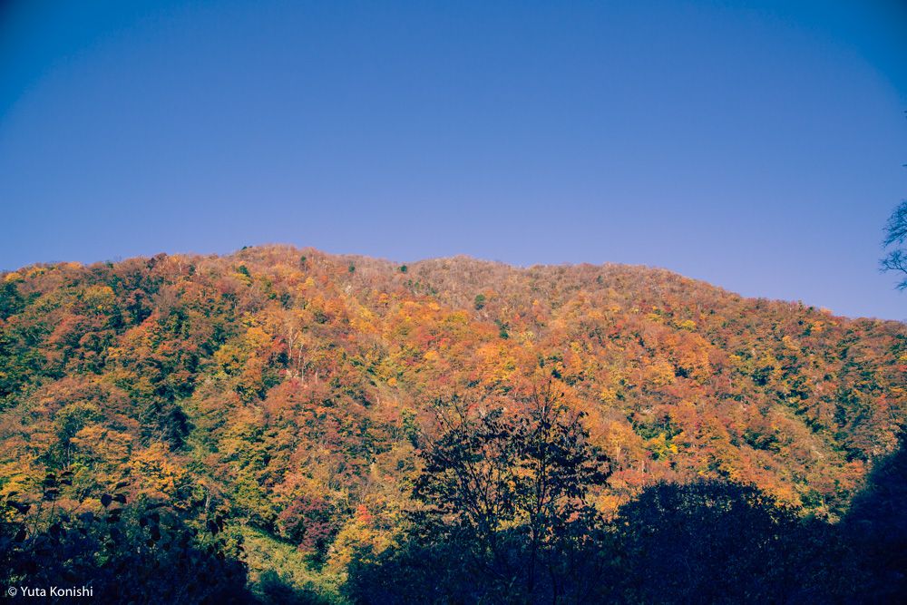 北陸の秋だ紅葉だ！どこ行く？ゆりりんと行く白山・白川郷へGo！金沢から日帰りで秋を満喫！！
